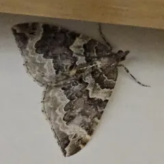Northwestern Phoenix Moth thumbnail 1