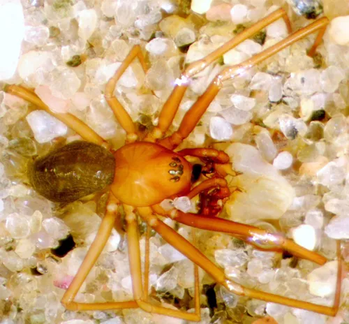 Lace Sheet-web Weaver
