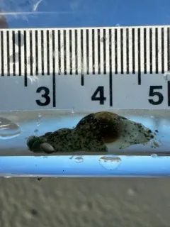 Japanese Bubble Snail thumbnail 4