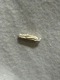 Morrison's Borer Moth thumbnail 4