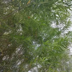 basket willow thumbnail 4