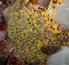 California Boring Sponge thumbnail 4