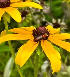 Orange Blister Beetle thumbnail 4