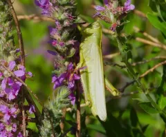 Green Bird Grasshopper thumbnail 3