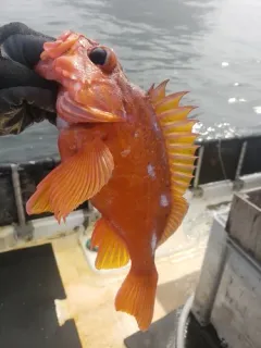 Rosy Rockfish thumbnail 1
