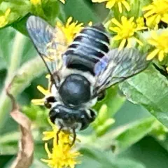 Flat-tailed Leafcutter Bee thumbnail 3