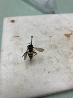 Concave Longhorn-Cuckoo thumbnail 3