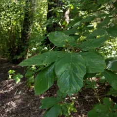 Cascara thumbnail 2