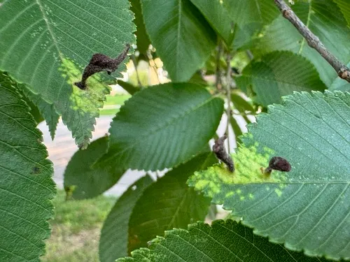 Elm Sack Gall Aphid