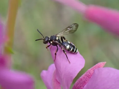 Eagle Creek Nomad Bee