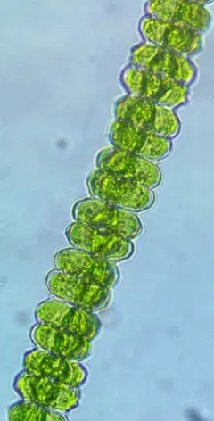 Desmidium asymmetricum thumbnail 2