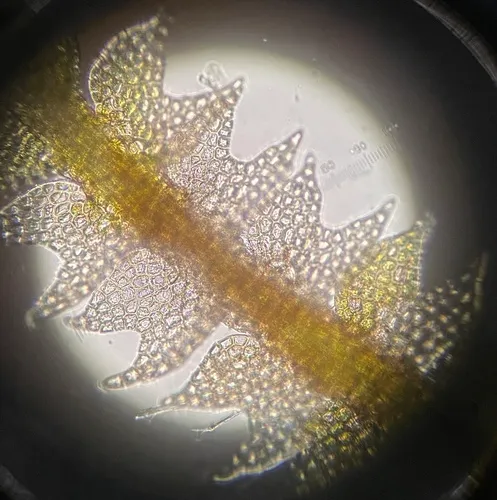 Chain Pincerwort