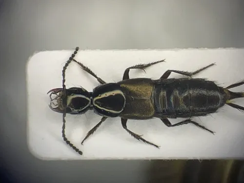 Philonthus sericinus