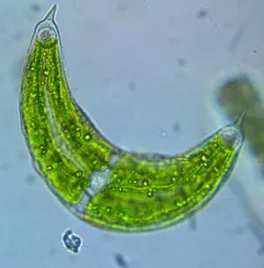 Spinoclosterium cuspidatum thumbnail 4