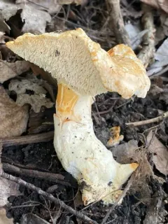 Hydnum cuspidatum thumbnail 4