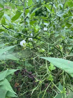 trifoliate orange thumbnail 3