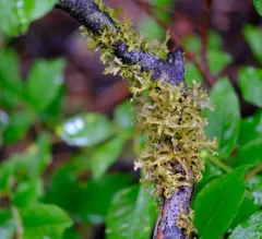 Arboreal Wrinkle Lichen thumbnail 4