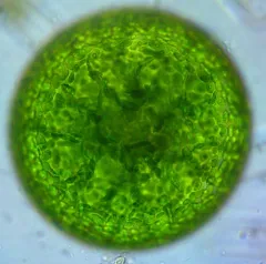 Eremosphaera viridis thumbnail 3