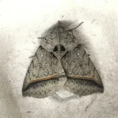 Black Bit Moth thumbnail 4