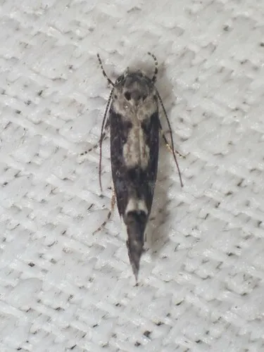 Large Dark Cosmet