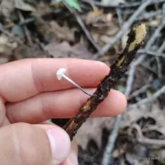 Black-stalked Marasmius thumbnail 3