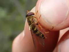 Yellow-margined Flower Fly thumbnail 3