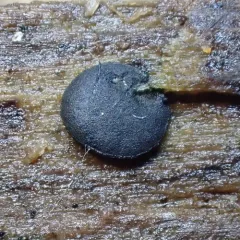 Olive Salver thumbnail 3