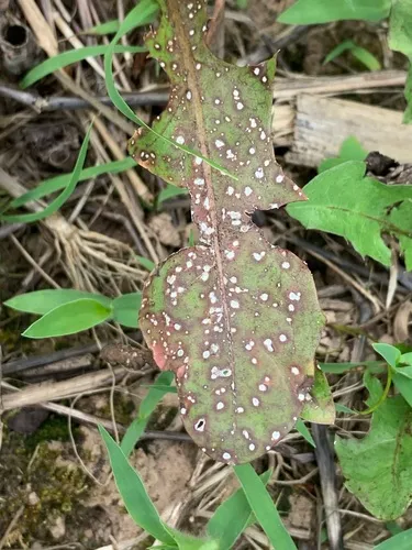 Septoria taraxaci
