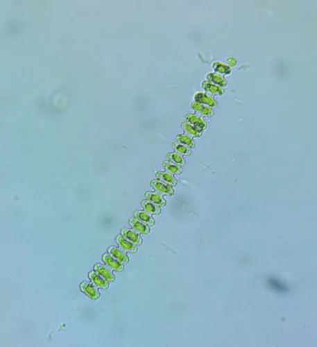 Teilingia granulata