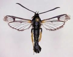 confusing clearwing thumbnail 2