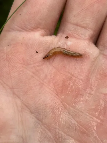 Fletcherimyia fletcheri