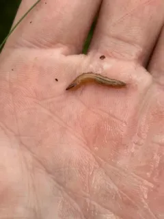 Fletcherimyia fletcheri thumbnail 1