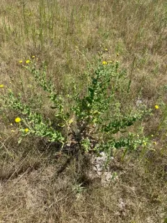 Camphorweed thumbnail 3