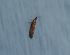 Ephestiodes erythrella thumbnail 4