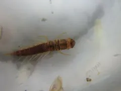 Sialis hamata thumbnail 2