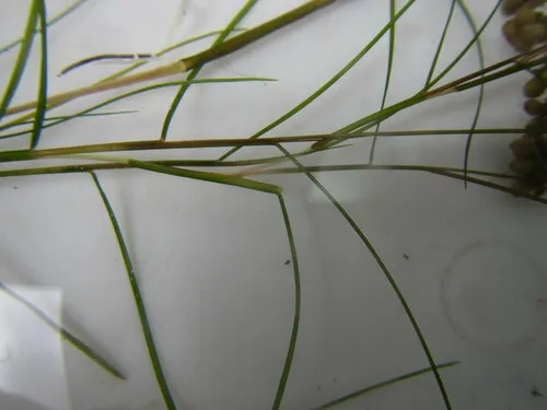 Sheathed Pondweed