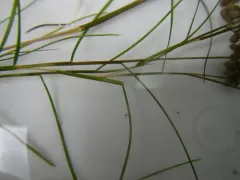 Sheathed Pondweed thumbnail 1