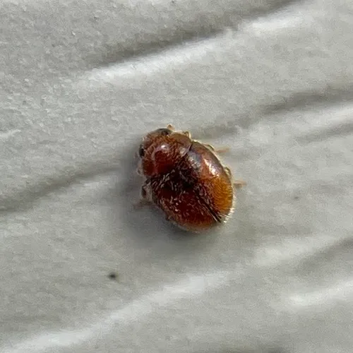 Nephus intrusus
