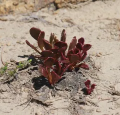 alpine springbeauty thumbnail 3
