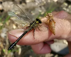 Pygmy Snaketail thumbnail 3