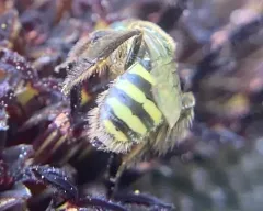Bequaert's Fairy Bee thumbnail 2