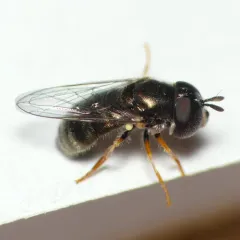 Common Grass Skimmer thumbnail 4
