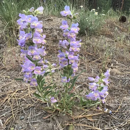 Crested-tongue Beardtongue