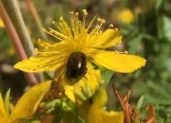 greater St. John's wort beetle thumbnail 4