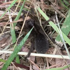 Wetland Giant Wolf Spider thumbnail 4