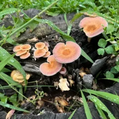 Hairy Oyster Mushroom thumbnail 4