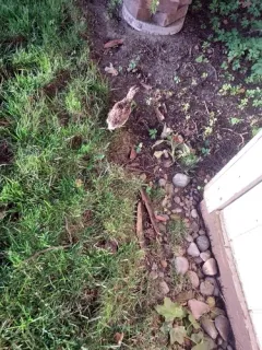 Japanese Quail thumbnail 3