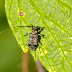 Hyperplatys maculata thumbnail 4