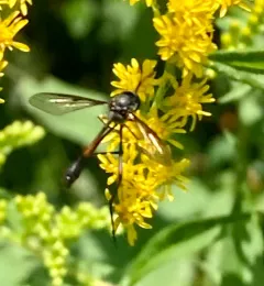 Systropus macer thumbnail 3