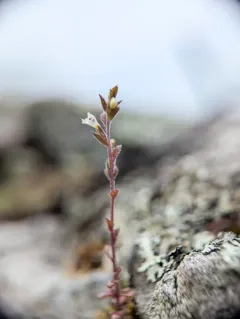 Hudson's eyebright thumbnail 4